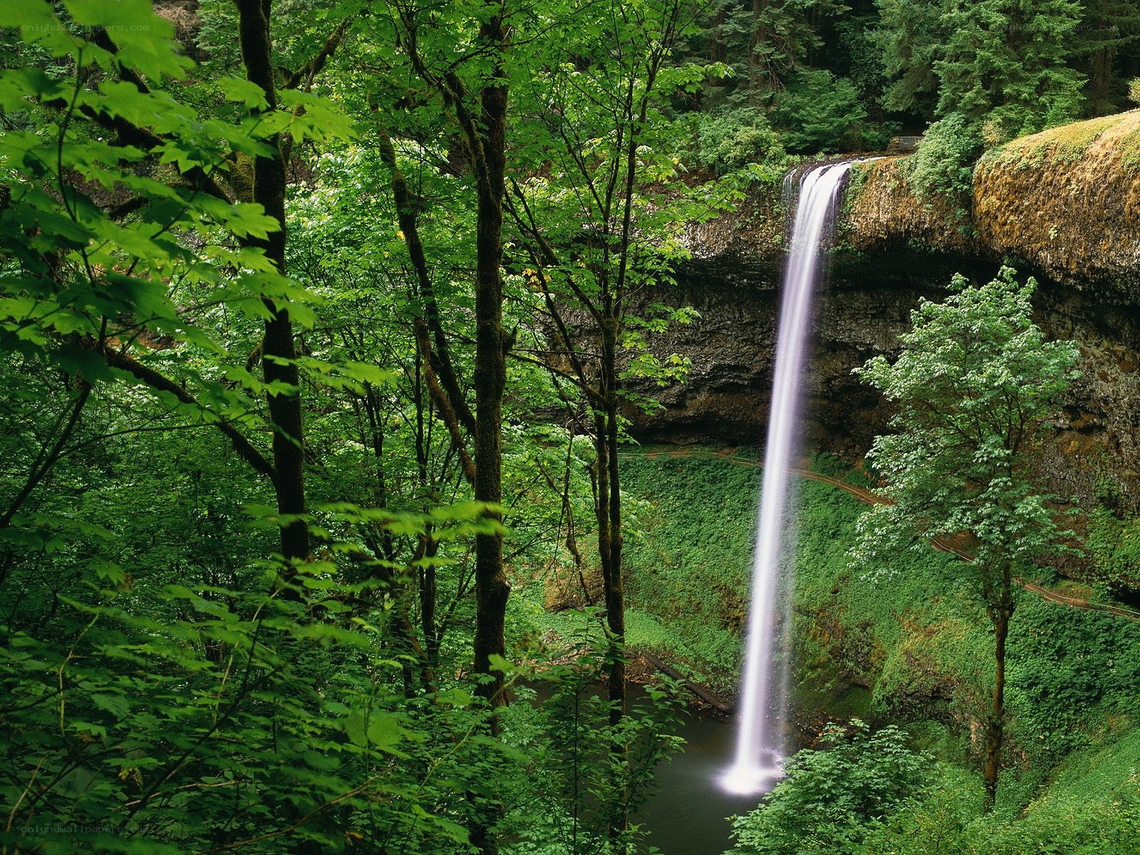 Waterfall in lush forest