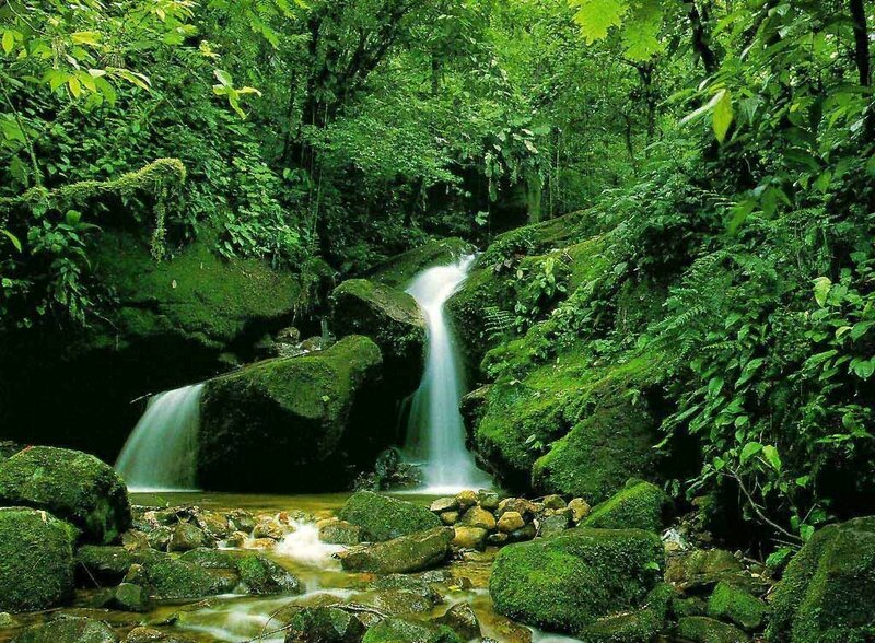 Waterfall in lush forest