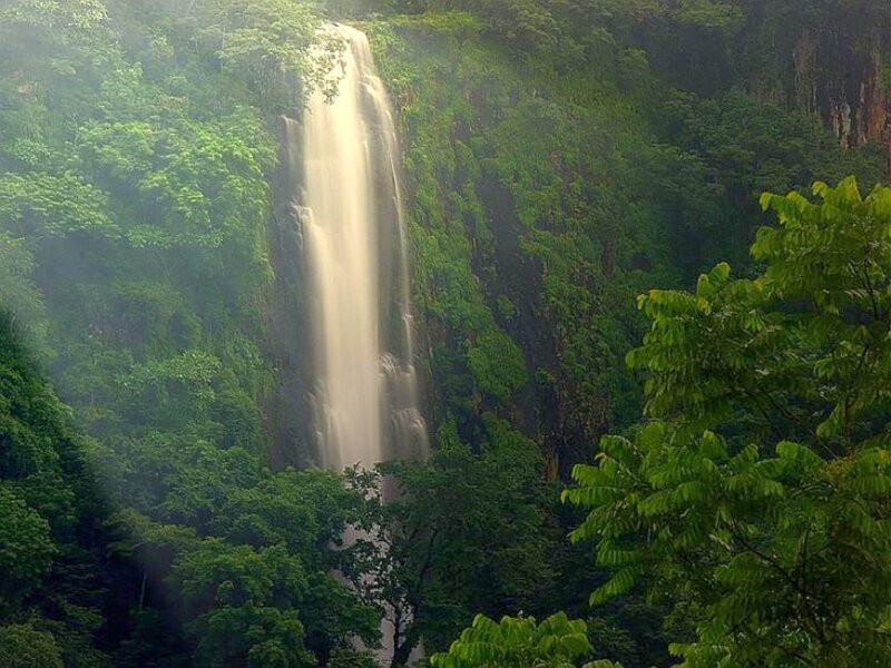 Waterfall in lush forest