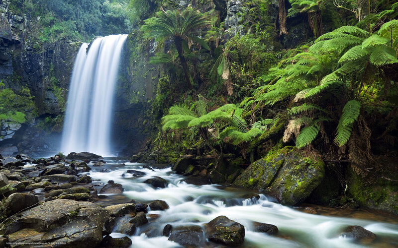 Waterfall in lush forest