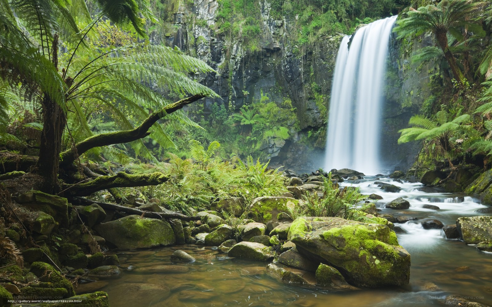 Waterfall in lush forest
