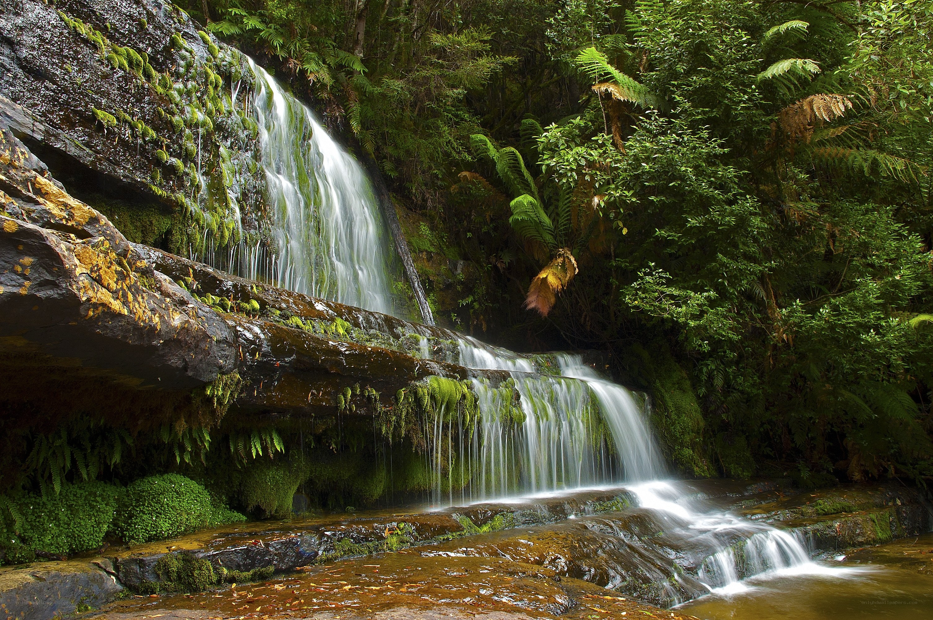 Waterfall in lush forest