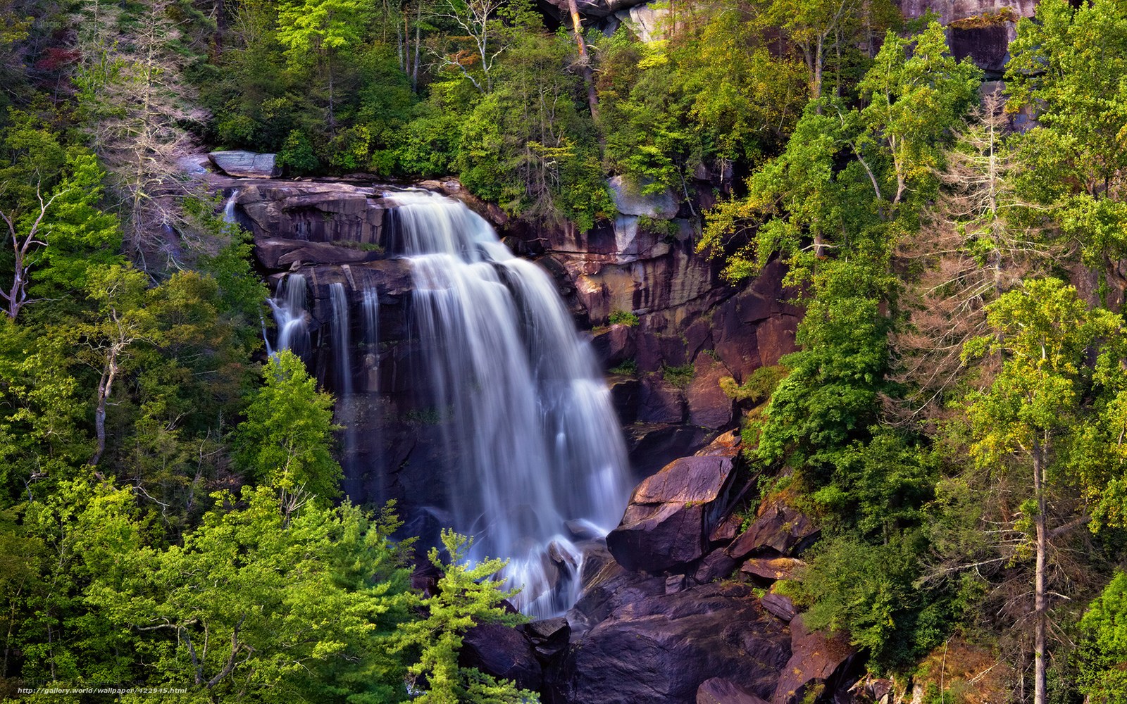 Waterfall in lush forest
