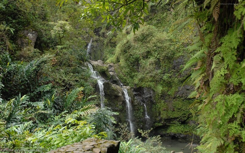 Waterfall in lush forest