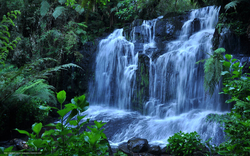 Waterfall in lush forest