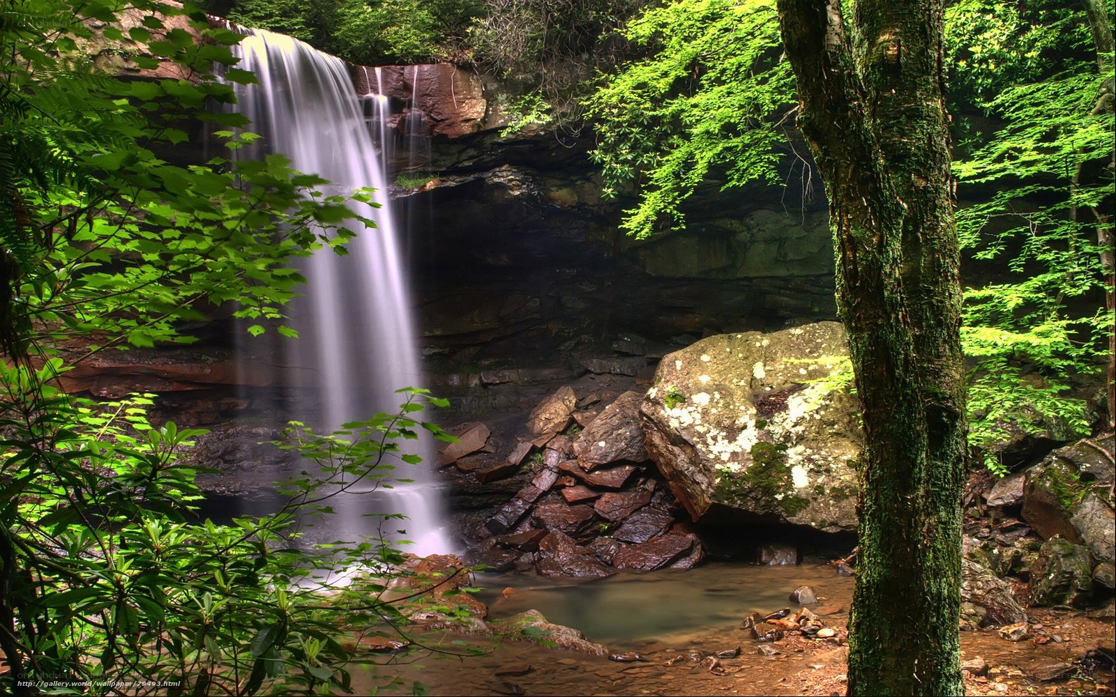 Waterfall in lush forest