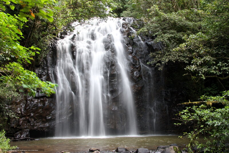 Waterfall in lush forest