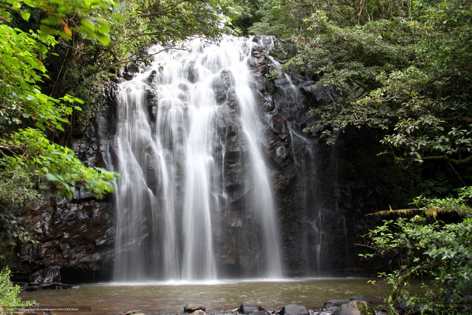 Waterfall in lush forest