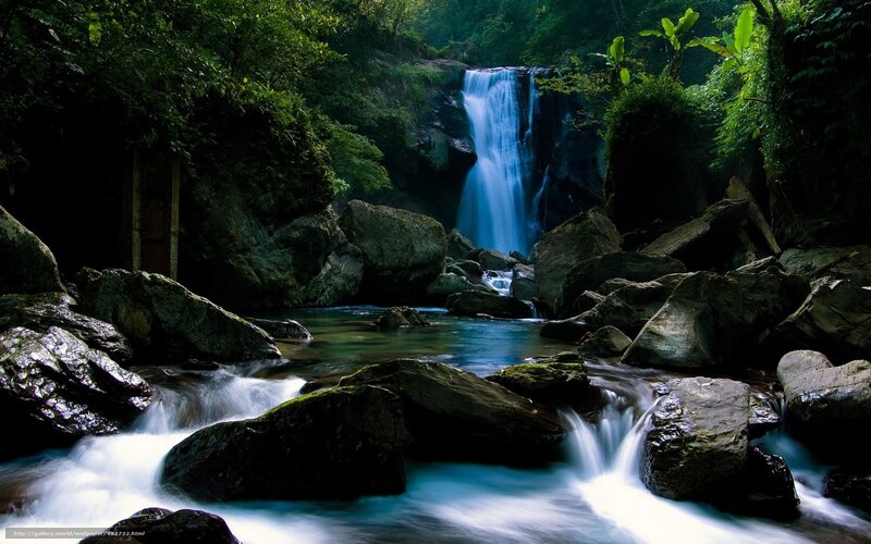 Waterfall in lush forest