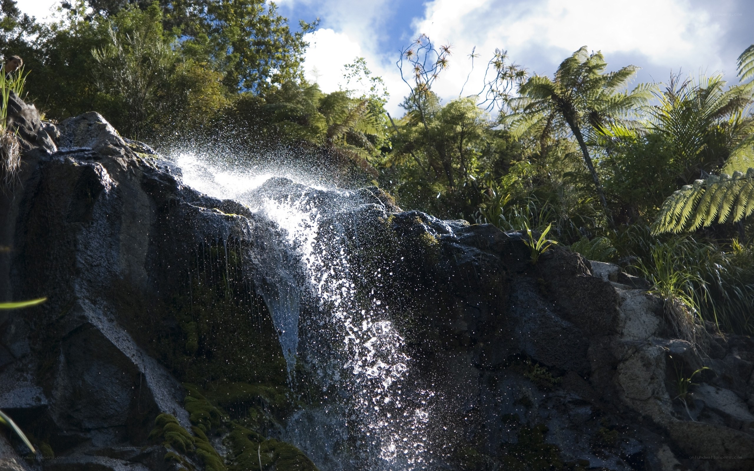 Waterfall in lush forest