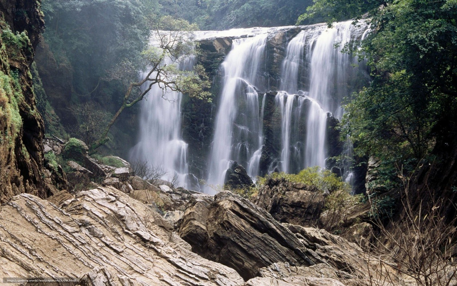 Waterfall in lush forest