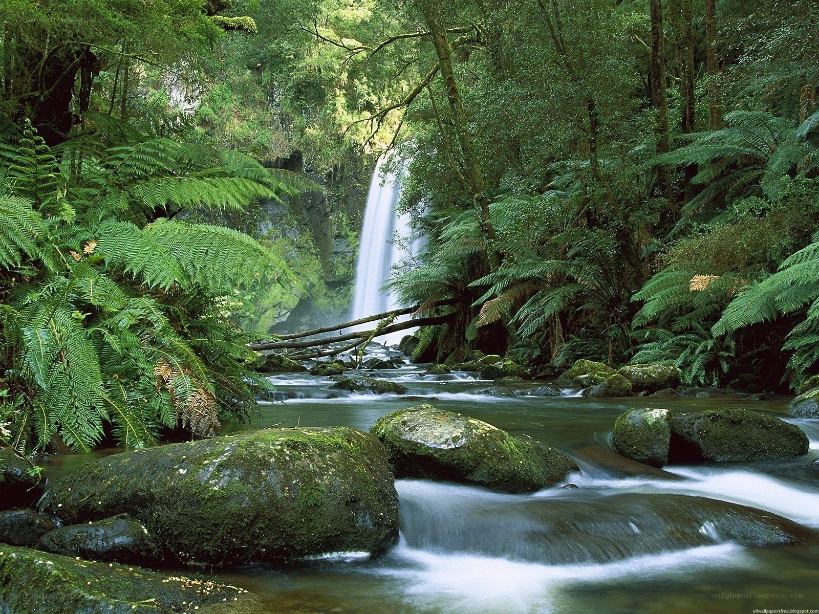 Waterfall in lush forest