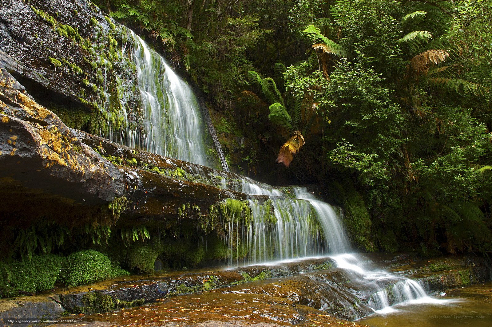 Waterfall in lush forest