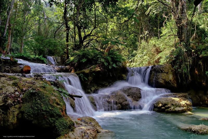 Waterfall in lush forest