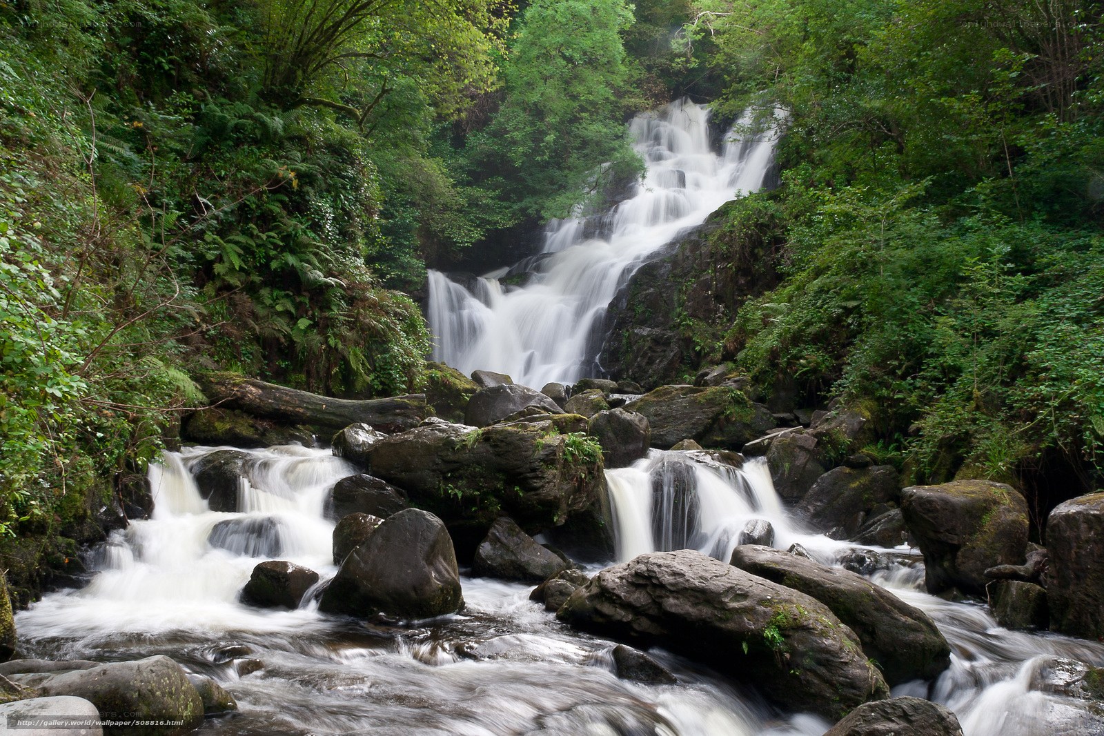 Waterfall in lush forest