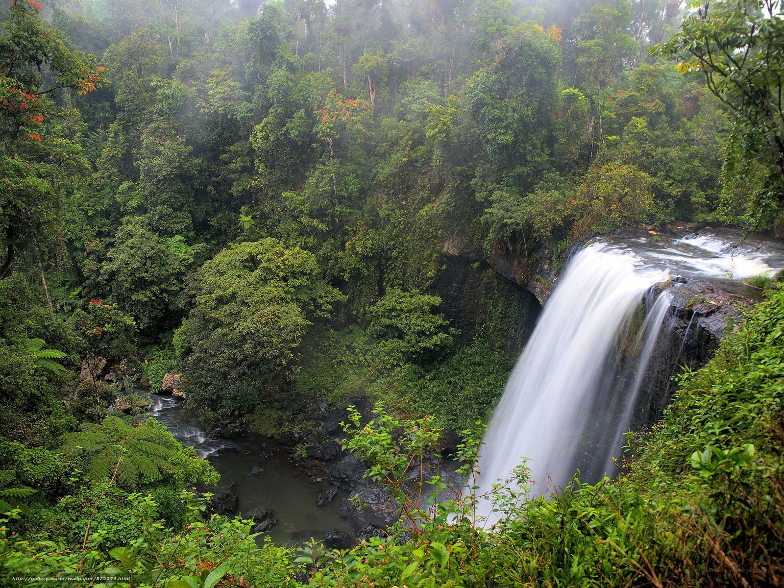 Waterfall in lush forest