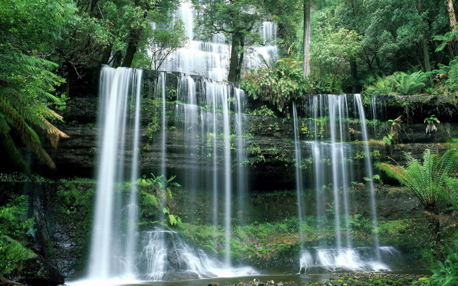 Waterfall in lush forest
