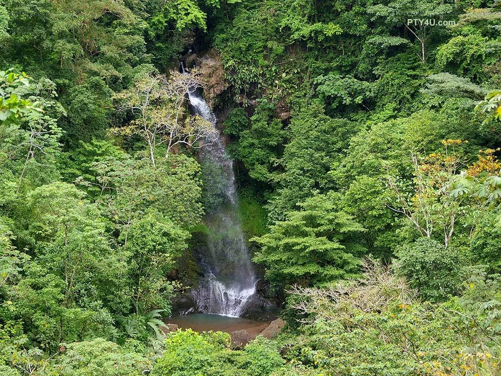 Waterfall in lush forest