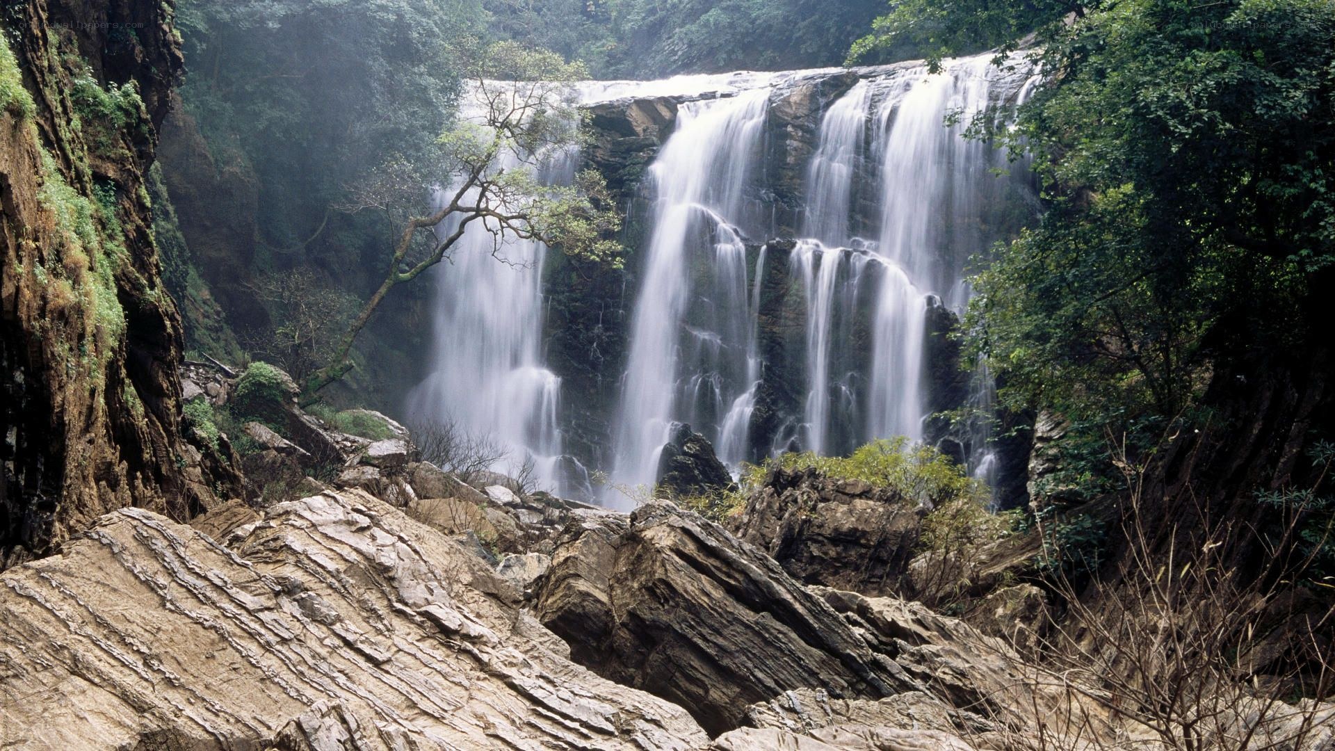 Waterfall in lush forest