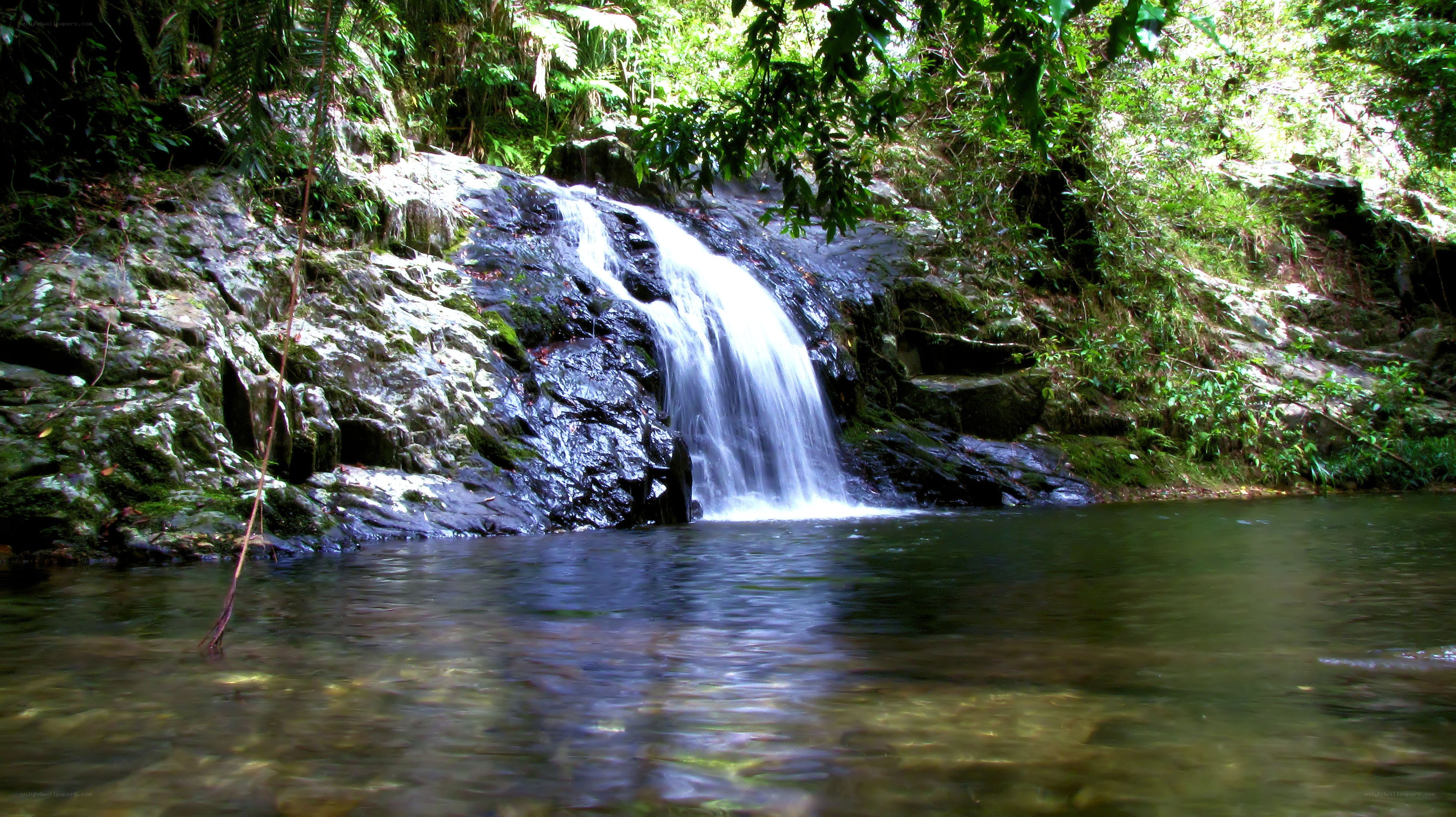 Waterfall in lush forest