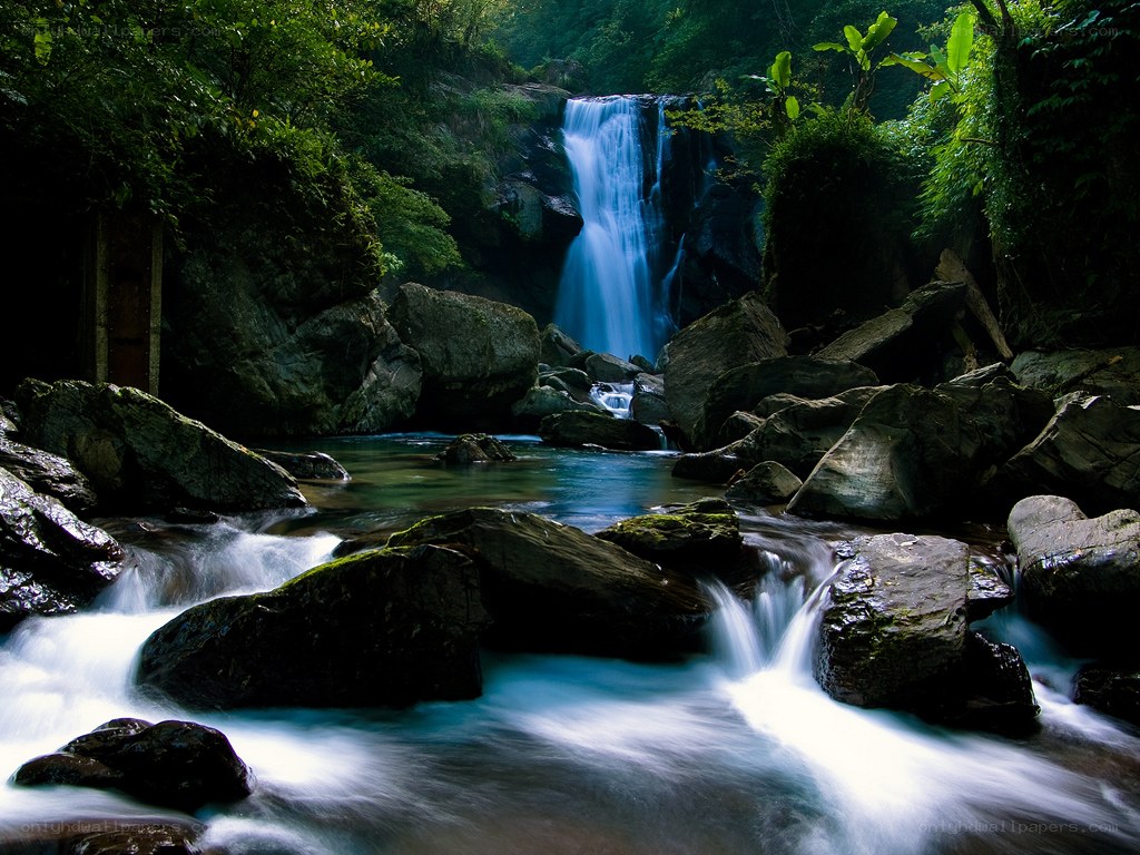 Waterfall in lush forest