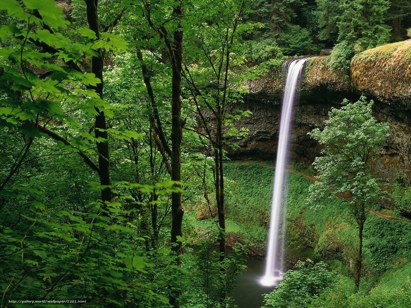 Waterfall in lush forest