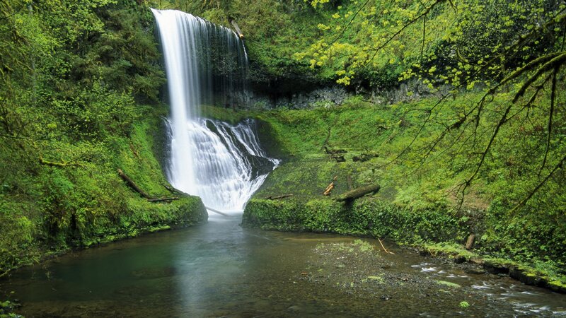 Waterfall in lush green forest