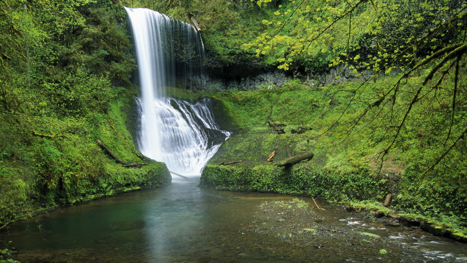 Waterfall in lush green forest