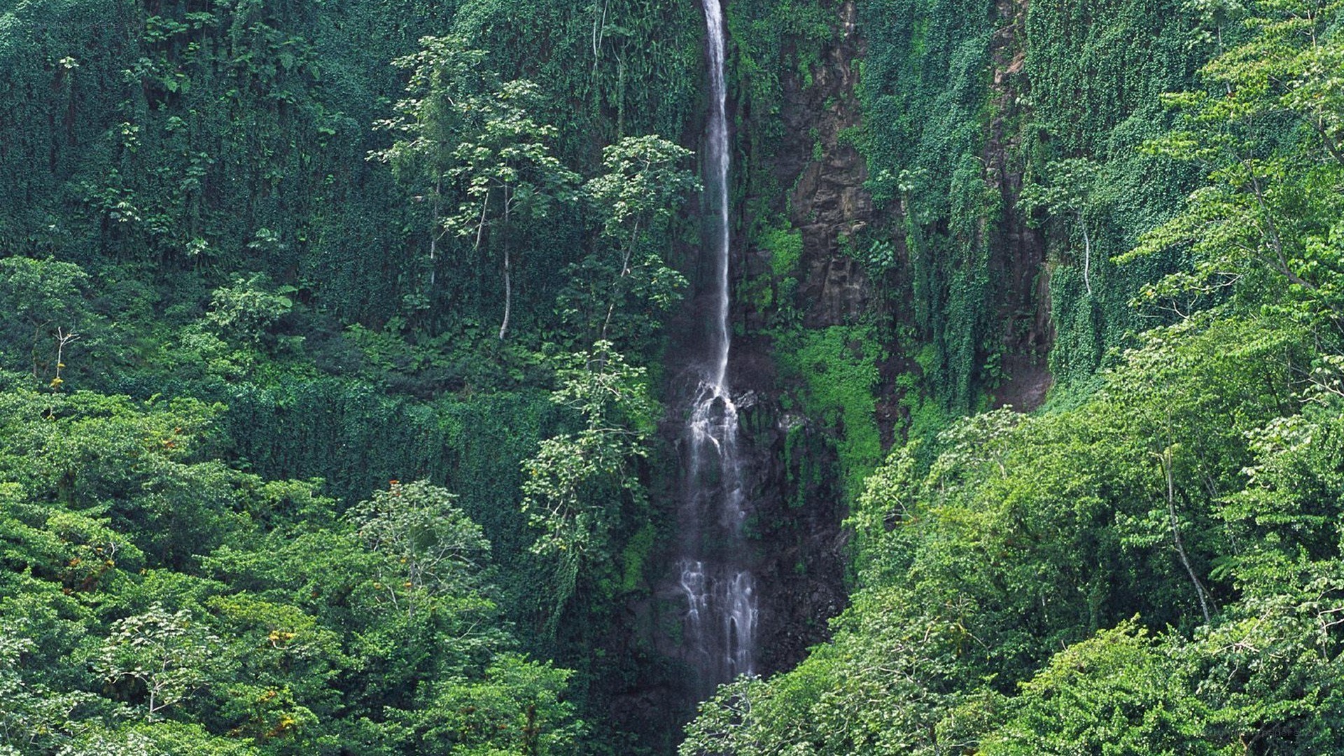 Waterfall in lush green forest
