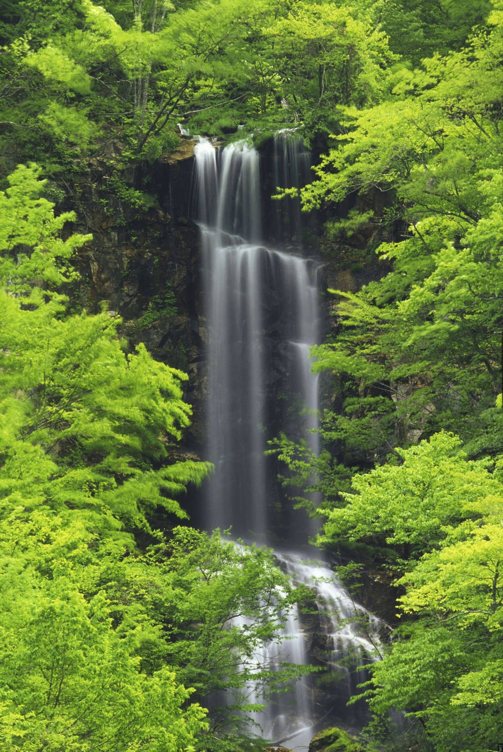 Waterfall in lush green forest