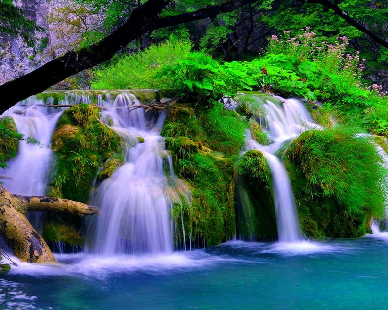 Waterfall in lush green forest