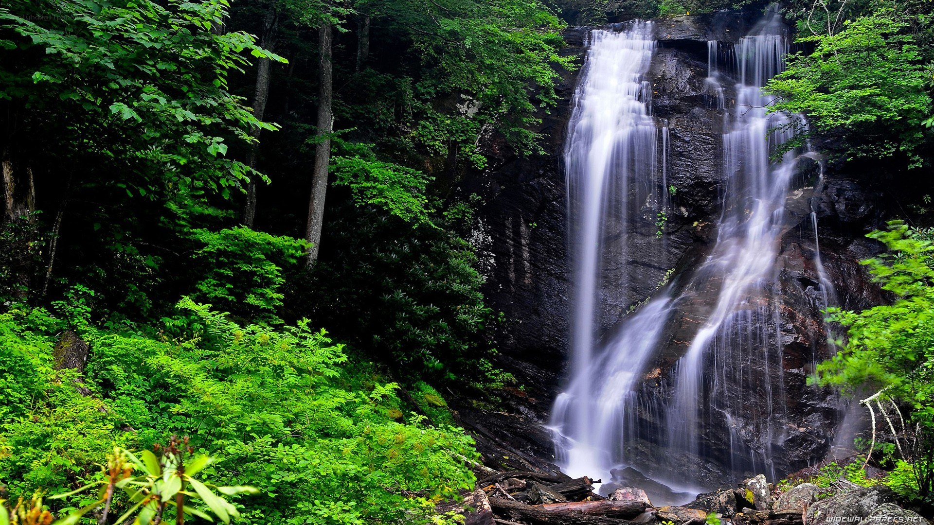 Waterfall in lush green forest