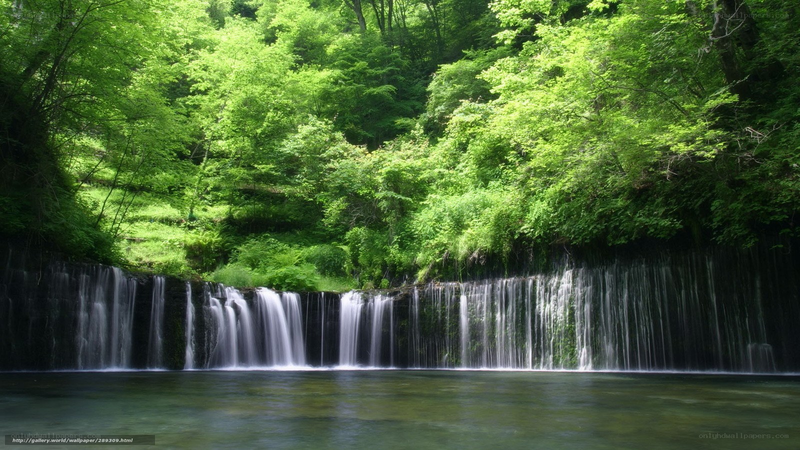 Waterfall in lush green forest
