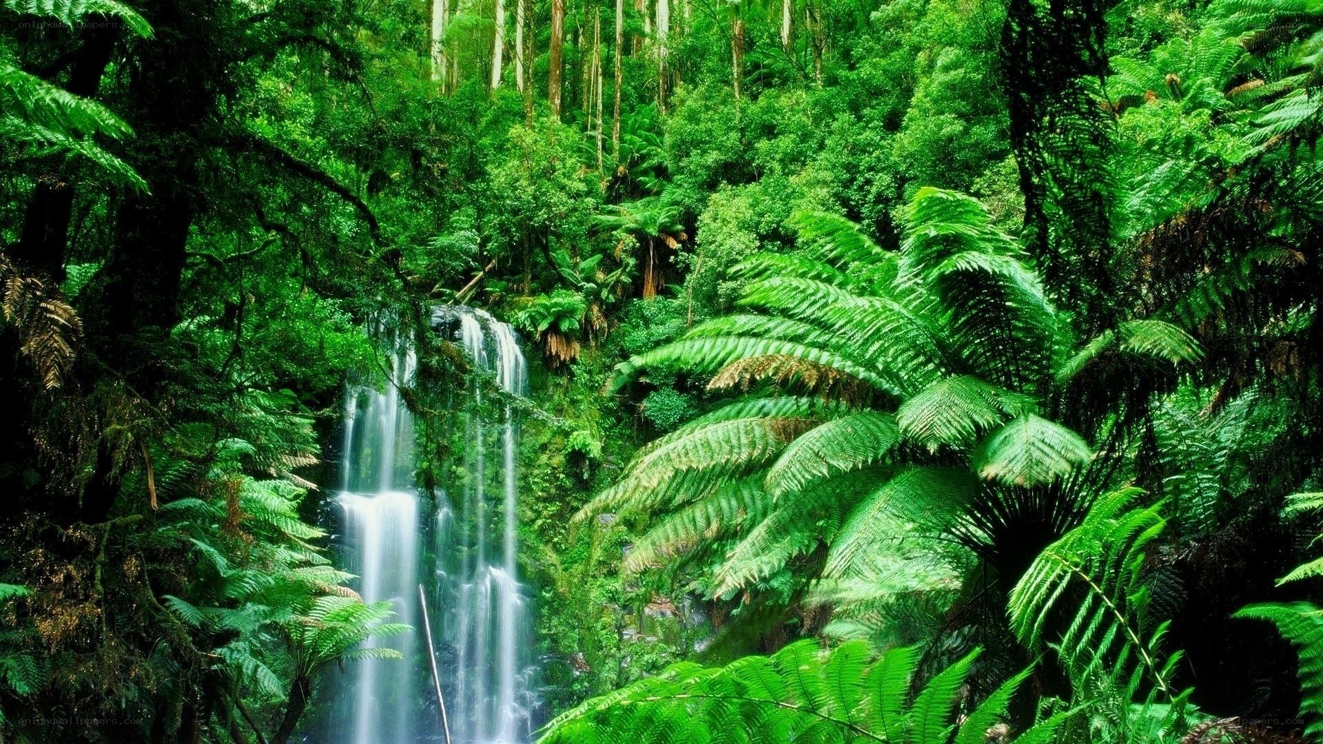Waterfall in lush green forest