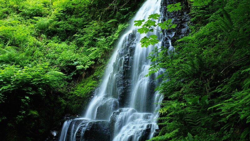 Waterfall in lush green forest