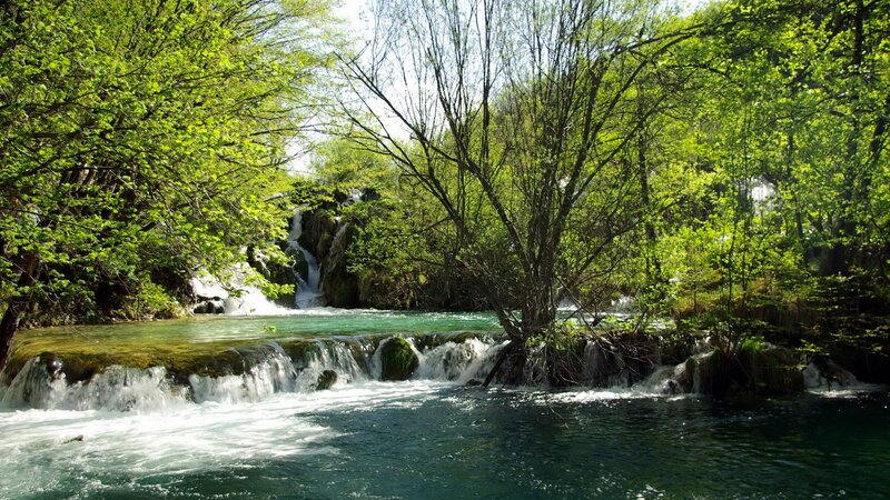 Waterfall in lush green forest