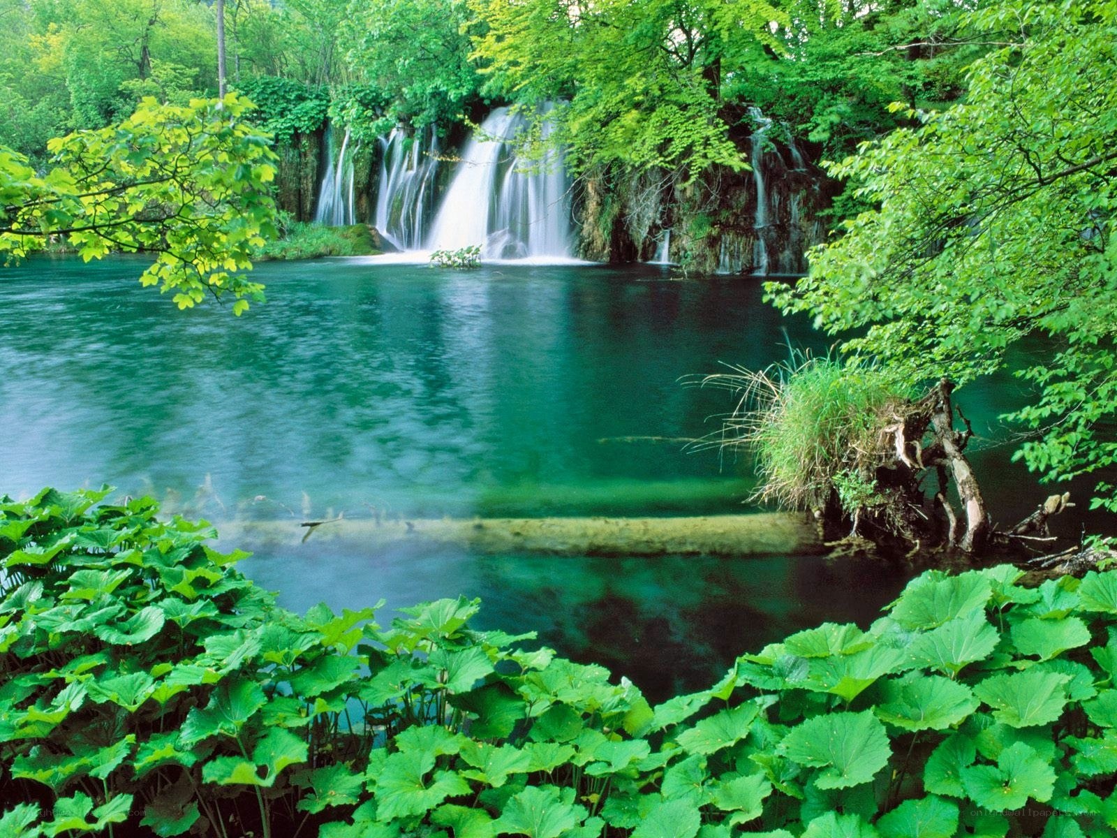 Waterfall in lush green forest