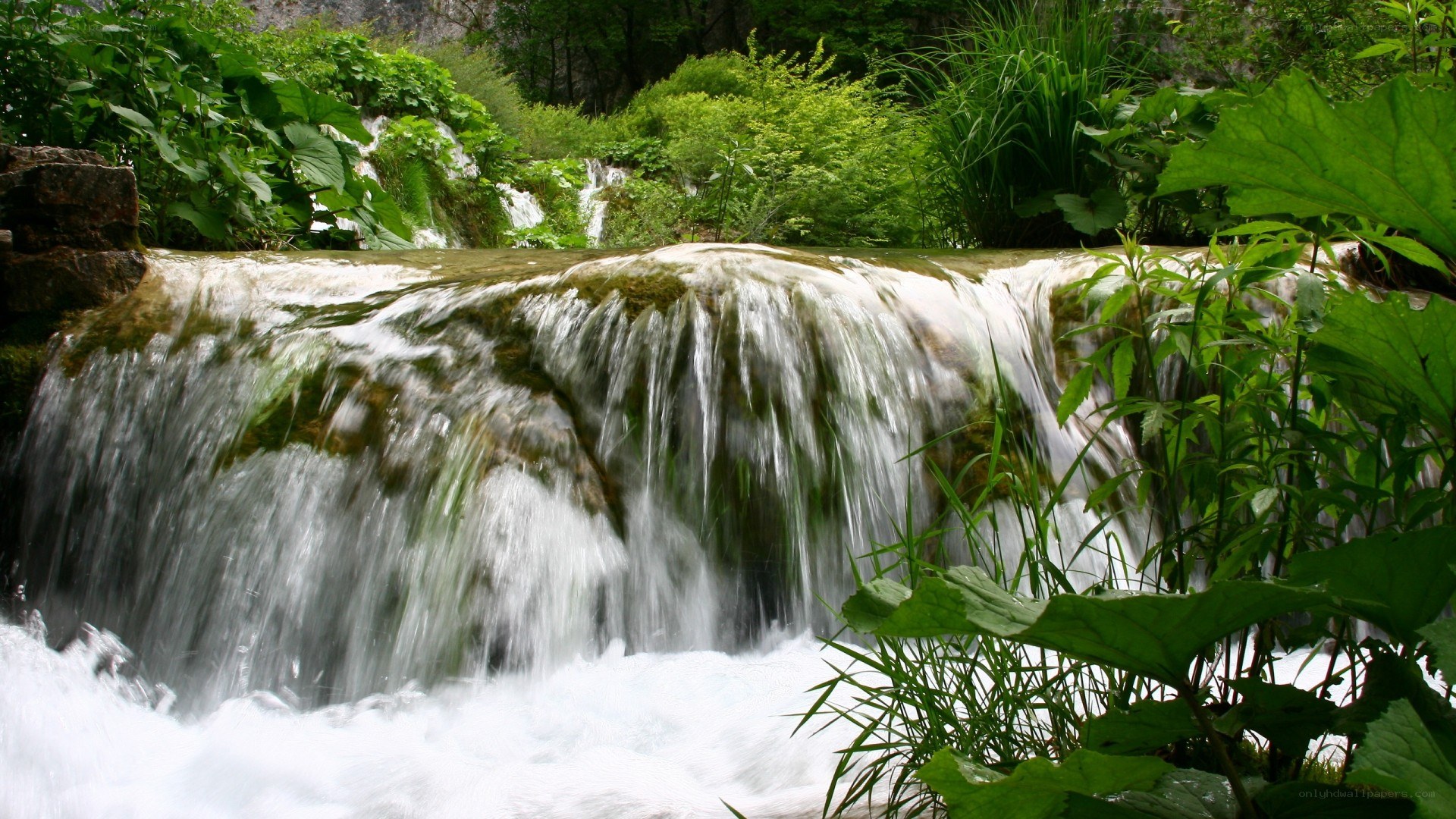 Waterfall in lush green forest