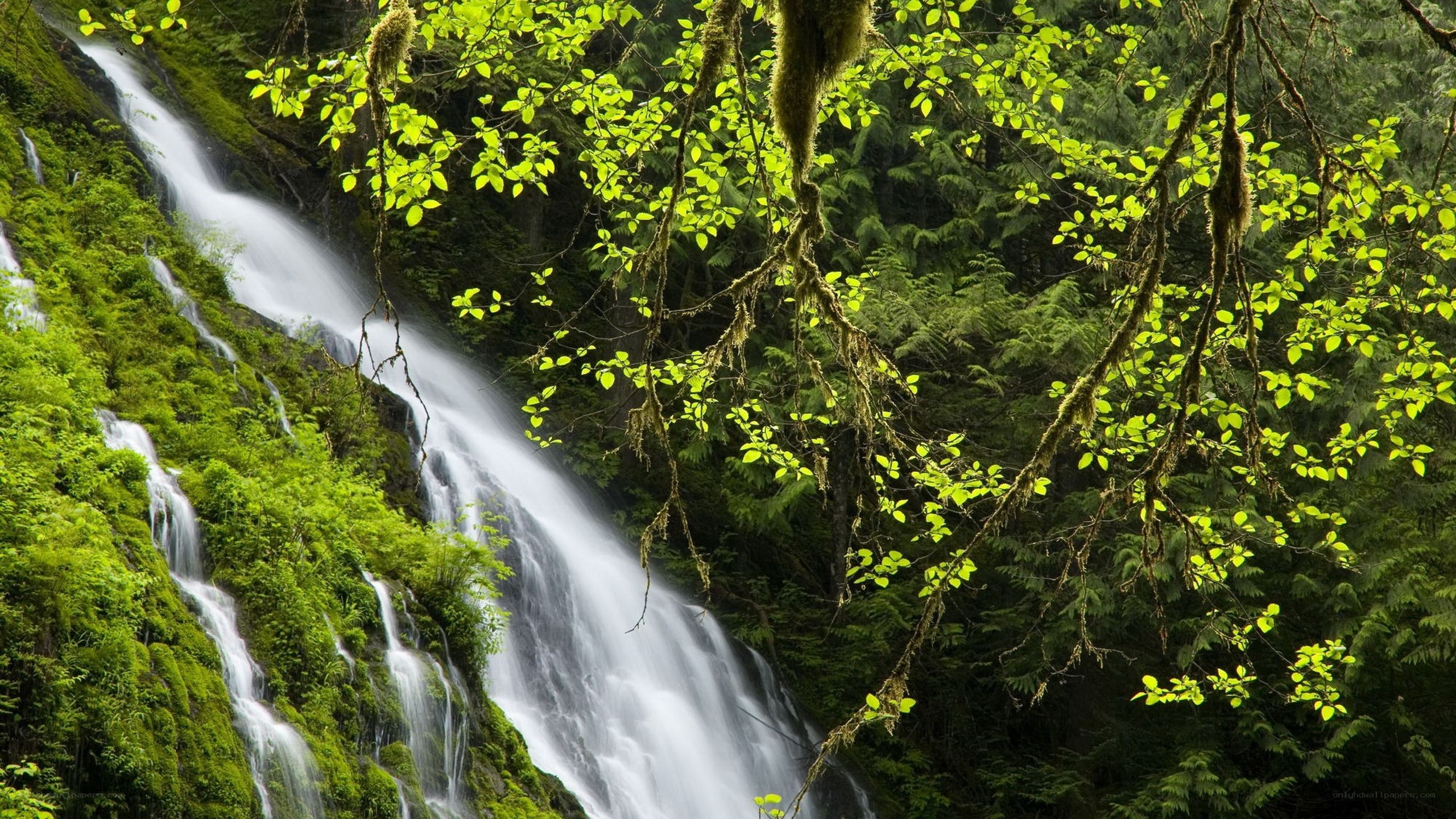 Waterfall in lush green forest