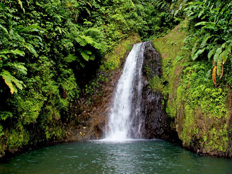 Waterfall in lush green forest