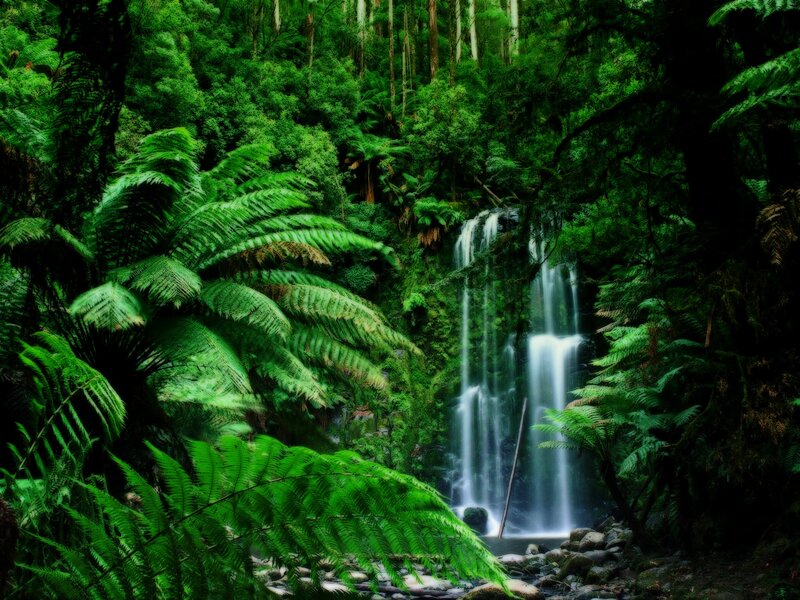 Waterfall in lush green forest
