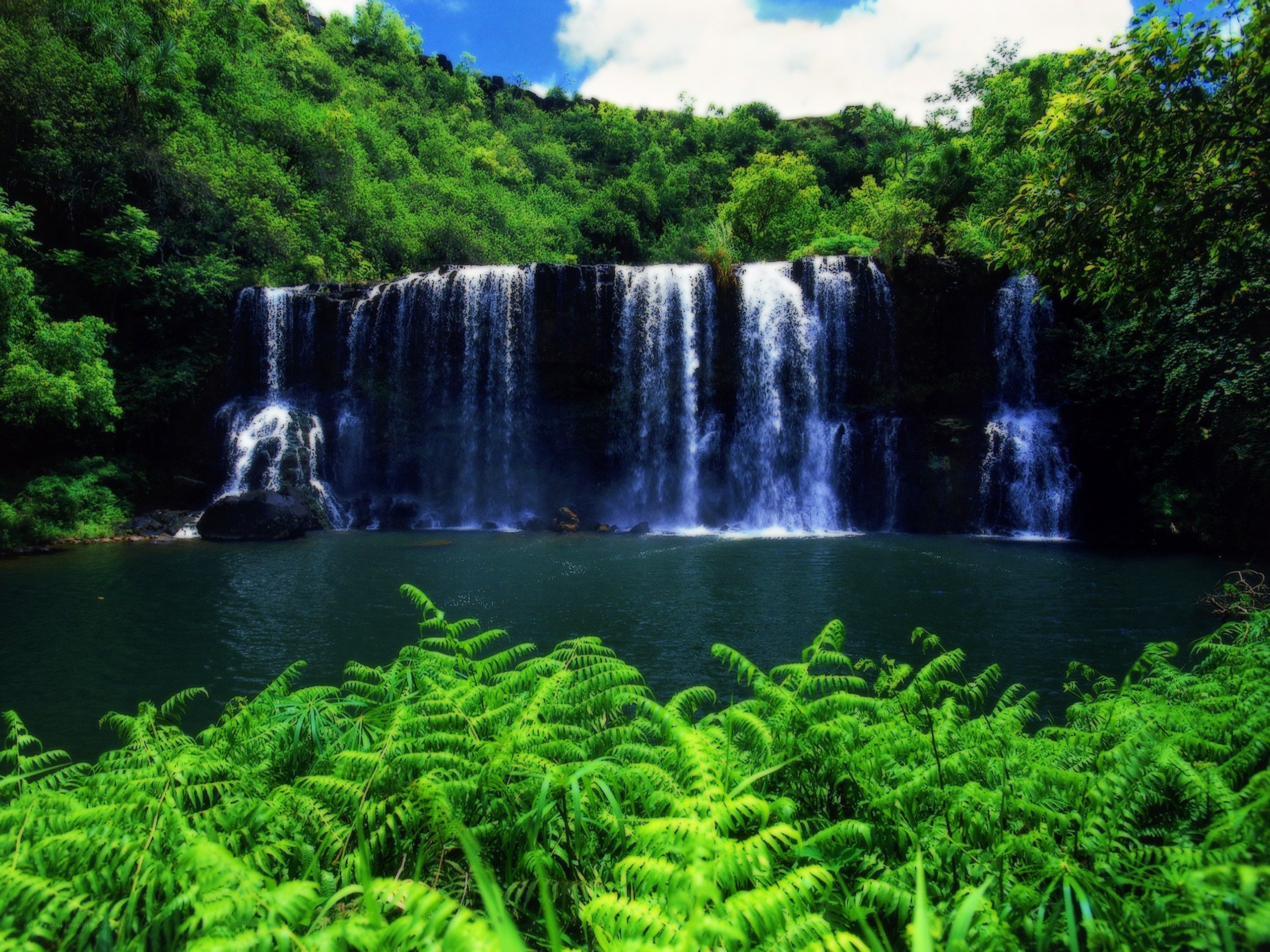 Waterfall in lush green forest