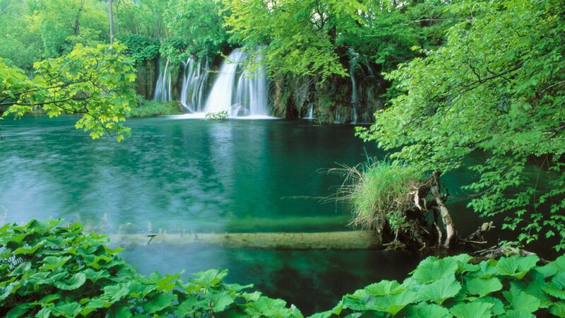 Waterfall in lush green forest