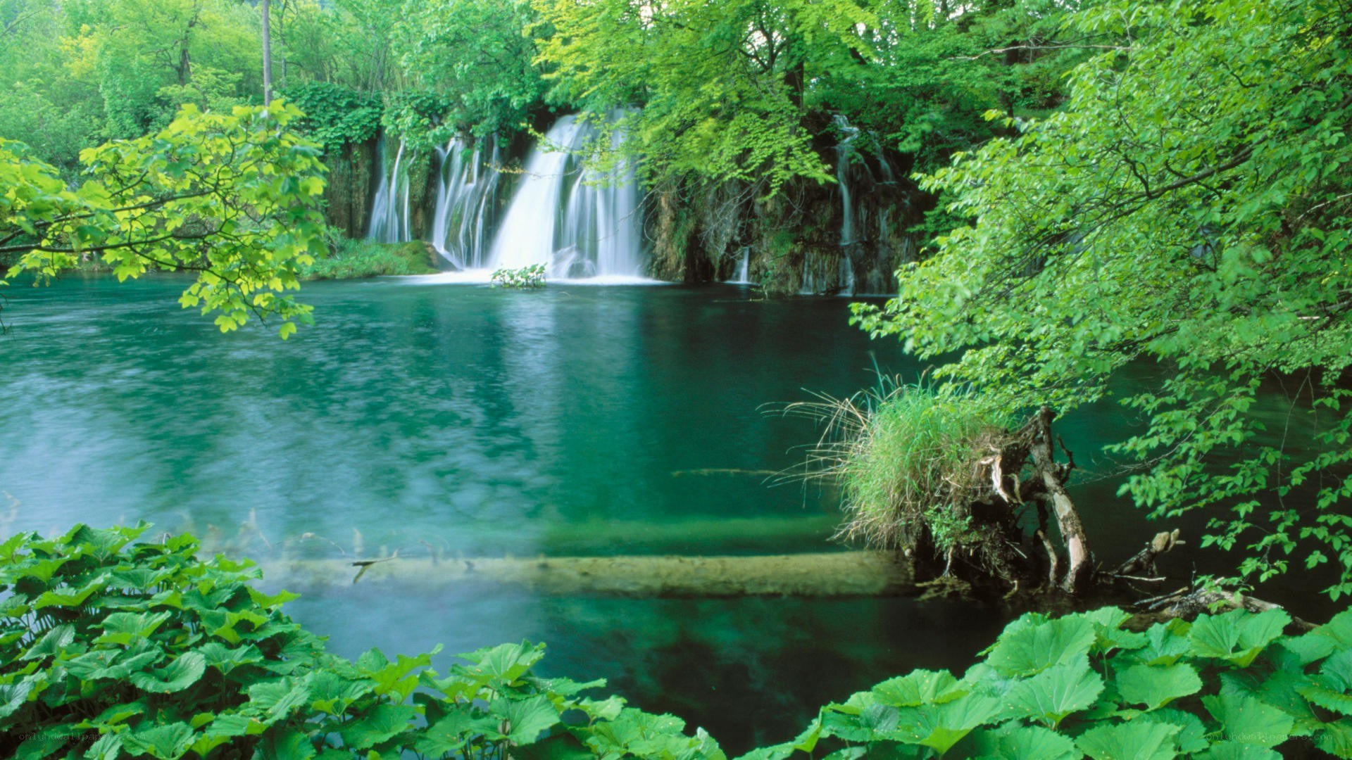 Waterfall in lush green forest