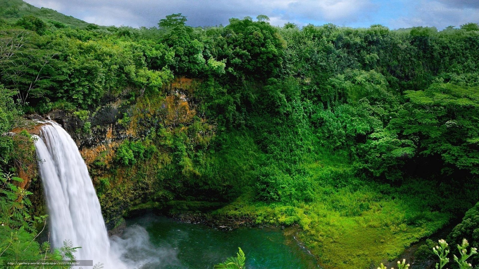 Waterfall in lush green forest