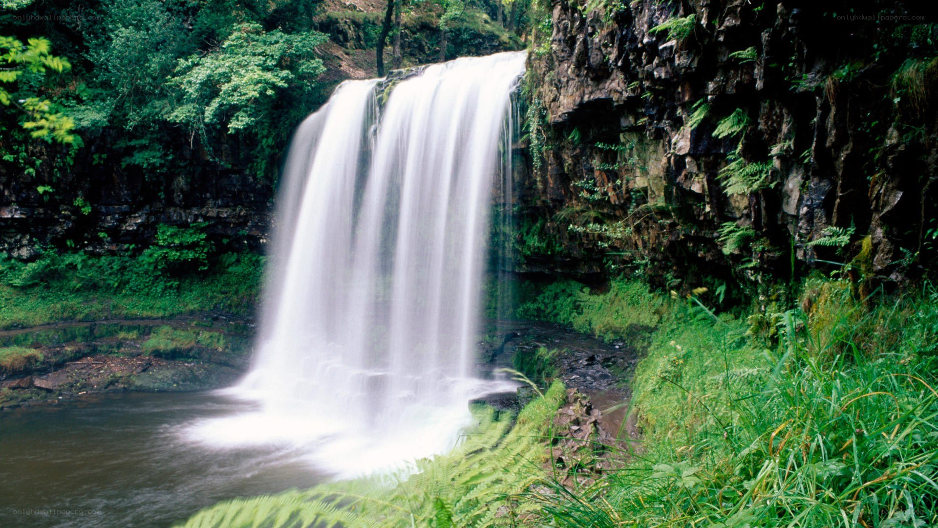 Waterfall in lush green forest