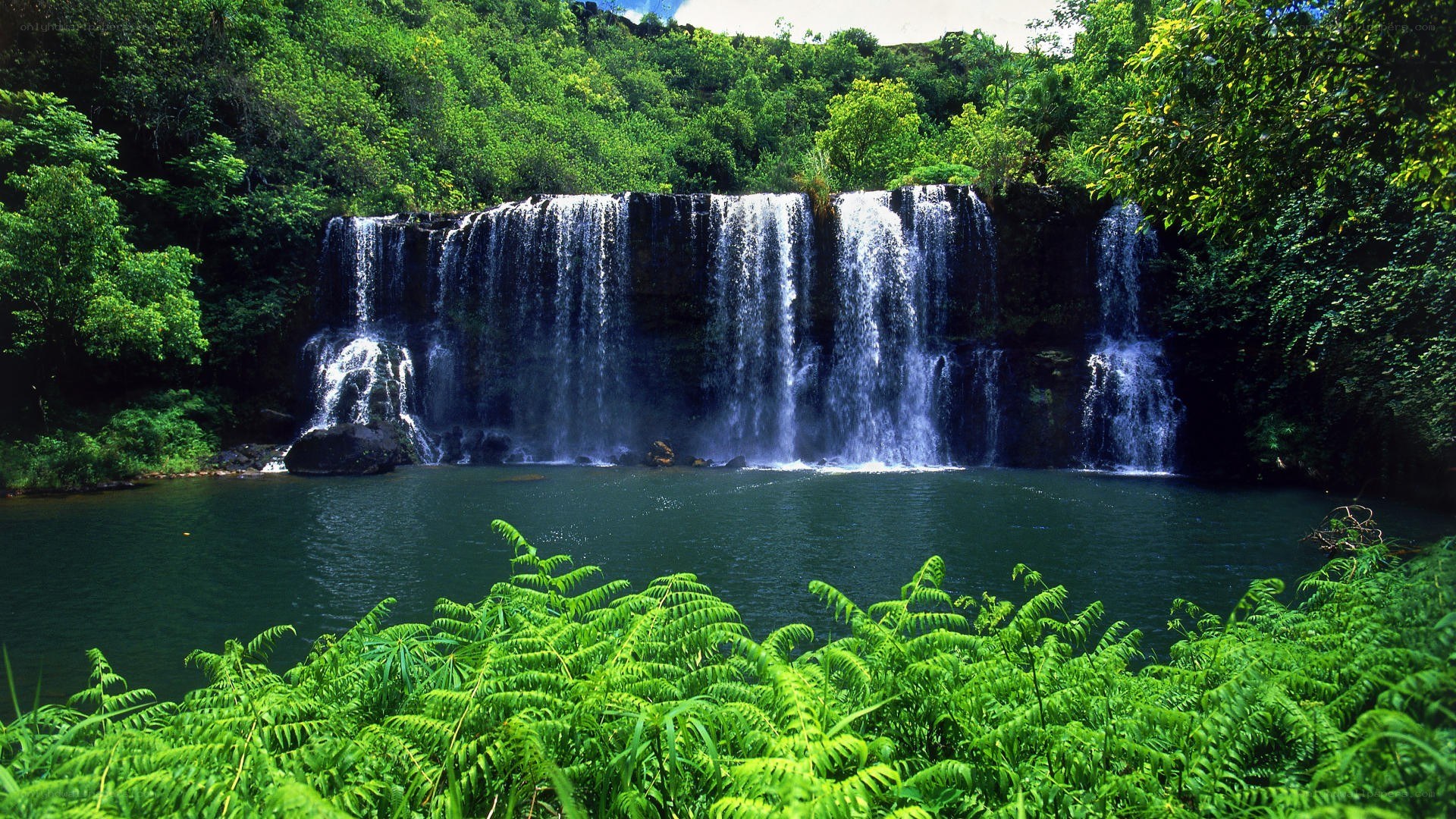 Waterfall in lush green forest