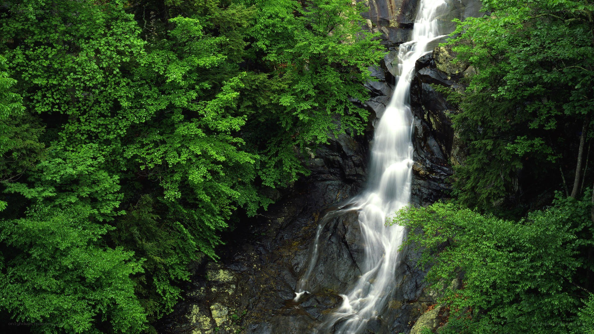Waterfall in lush green forest