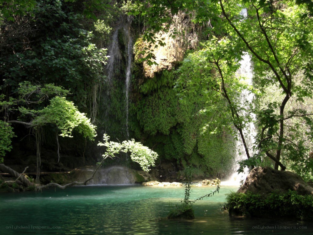 Waterfall in lush green forest