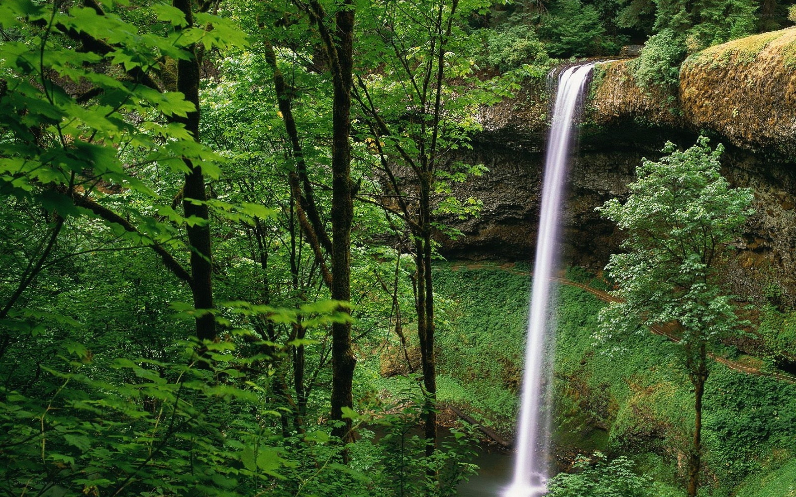 Waterfall in lush green forest